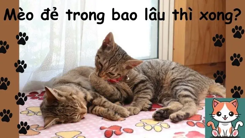 Mèo đẻ trong bao lâu thì xong?