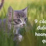 9 cách xua đuổi mèo hoang hiệu quả