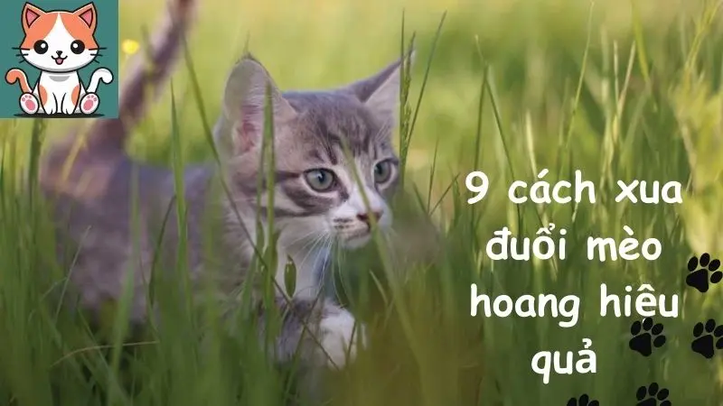 9 cách xua đuổi mèo hoang hiệu quả