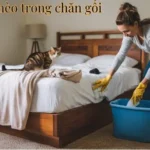 6 cách diệt rận mèo trong chăn gối hiệu quả