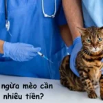 Chích ngừa mèo cần bao nhiêu tiền?