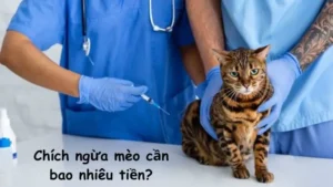 Chích ngừa mèo cần bao nhiêu tiền?