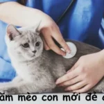 Cách chăm mèo con mới đẻ chi tiết