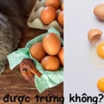 Mèo ăn được trứng không?