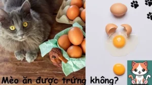 Mèo ăn được trứng không?