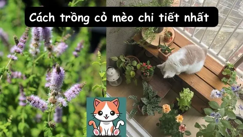 Cách trồng cỏ mèo chi tiết nhất