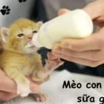 Mèo con uống sữa gì?