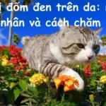 Mèo bị đốm đen trên da: nguyên nhân và cách chăm