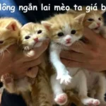 Mèo anh lông ngắn lai mèo ta giá bao nhiêu?