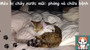 Mèo bị chảy nước mũi: phòng và chữa bệnh