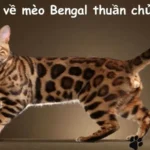 Tìm hiểu về mèo Bengal thuần chủng