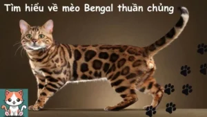 Tìm hiểu về mèo Bengal thuần chủng