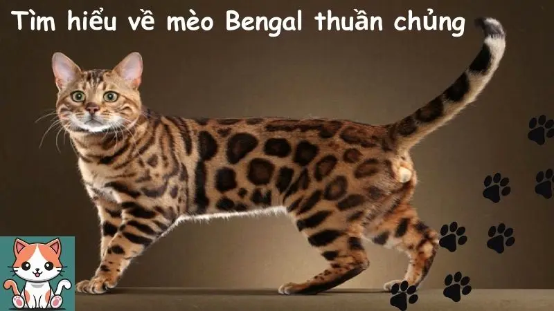 Tìm hiểu về mèo Bengal thuần chủng