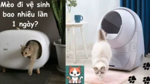 Mèo đi vệ sinh bao nhiêu lần 1 ngày?