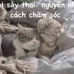 Mèo bị sảy thai: nguyên nhân và cách chăm sóc