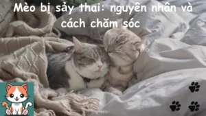 Mèo bị sảy thai: nguyên nhân và cách chăm sóc